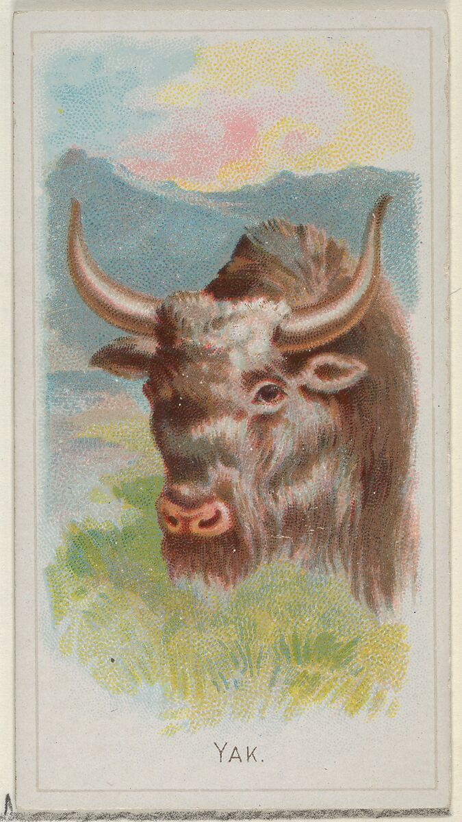 Yak, from the Wild Animals of the World series (N25) for Allen & Ginter Cigarettes, Allen &amp; Ginter (American, Richmond, Virginia), Commercial color lithograph 