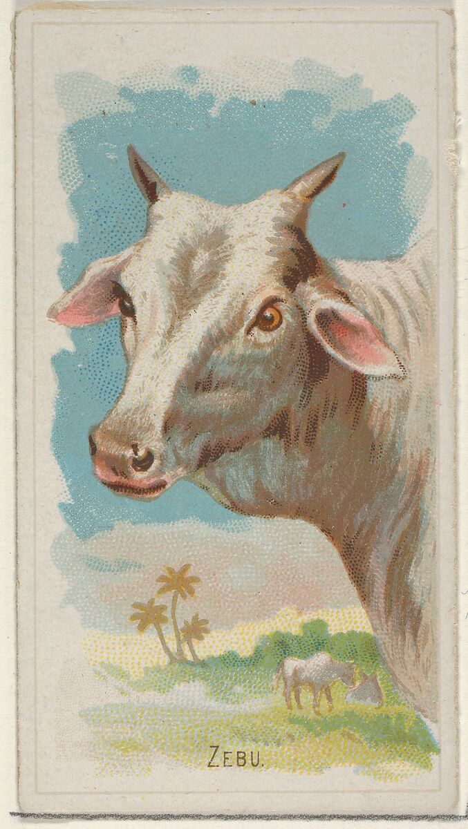 Zebu, from the Wild Animals of the World series (N25) for Allen & Ginter Cigarettes, Allen &amp; Ginter (American, Richmond, Virginia), Commercial color lithograph 