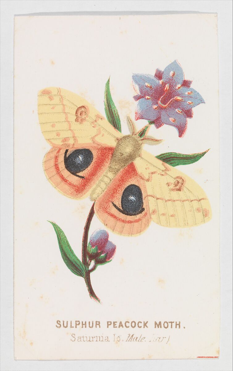 Sulfur Peacock Moth from The Butterflies and Moths of America Part 2, Louis Prang &amp; Co. (Boston, Massachusetts), Color lithograph 