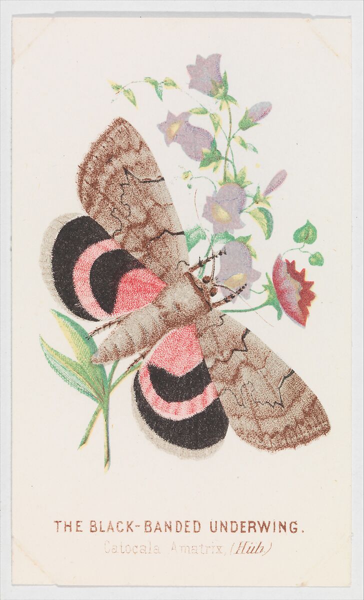 The Black-Banded Underwing from The Butterflies and Moths of America Part 2, Louis Prang &amp; Co. (Boston, Massachusetts), Color lithograph 