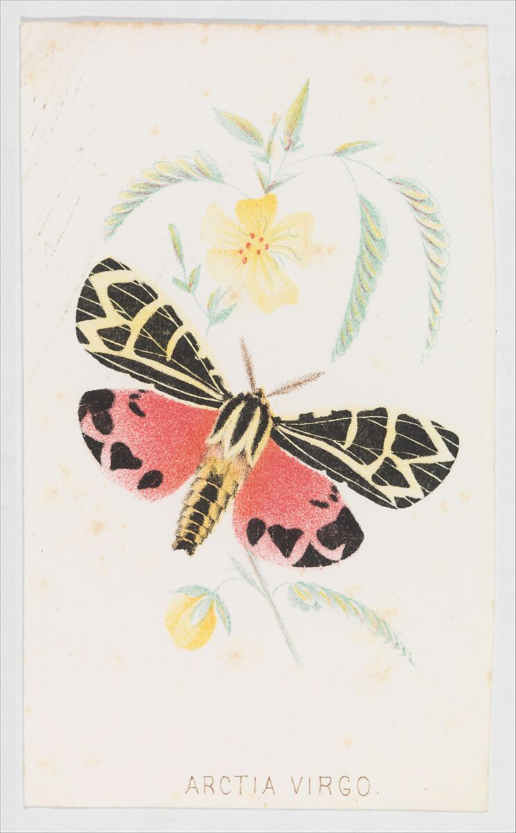 Arctia Virgo from The Butterflies and Moths of America Part 5, Louis Prang &amp; Co. (Boston, Massachusetts), Color lithograph 