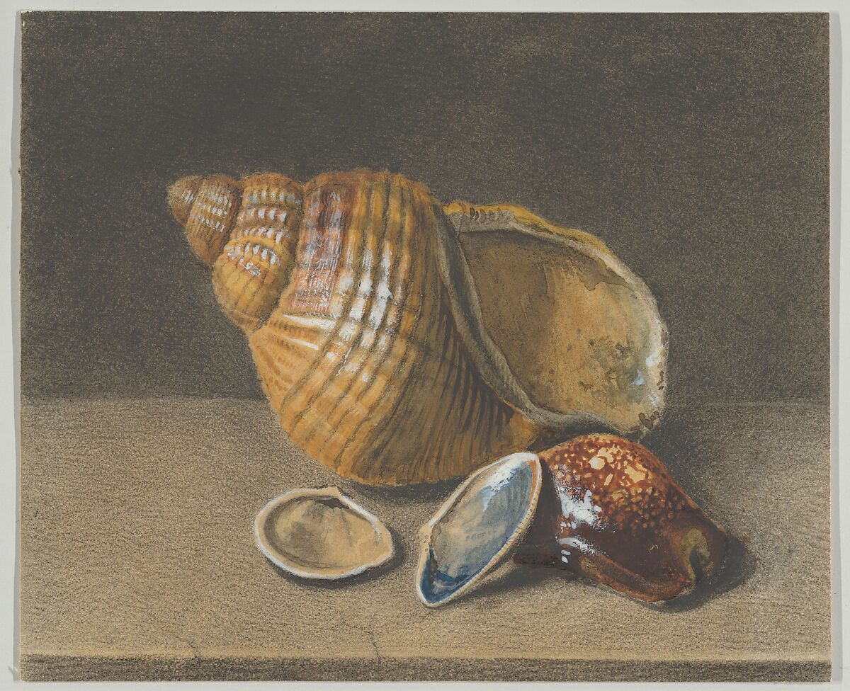 A Cowrie, and a Larger and Two Smaller Shells, Anonymous, Watercolour, graphite, white gouache 