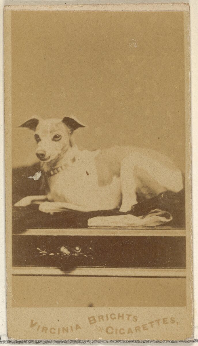 From the Dogs series (N47) for Virginia Brights Cigarettes, Issued by Allen &amp; Ginter (American, Richmond, Virginia), Albumen photograph 