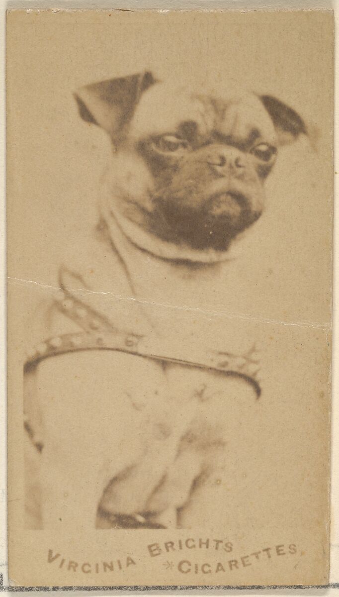 1900 pug cheap