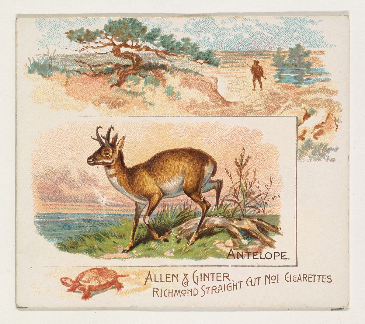 Antelope, from Quadrupeds series (N41) for Allen & Ginter Cigarettes, Issued by Allen &amp; Ginter (American, Richmond, Virginia), Commercial color lithograph 