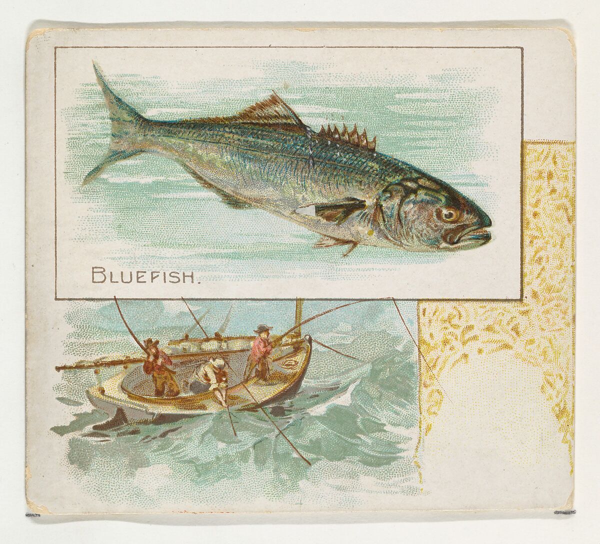 Bluefish, from Fish from American Waters series (N39) for Allen & Ginter Cigarettes, Issued by Allen &amp; Ginter (American, Richmond, Virginia), Commercial color lithograph 