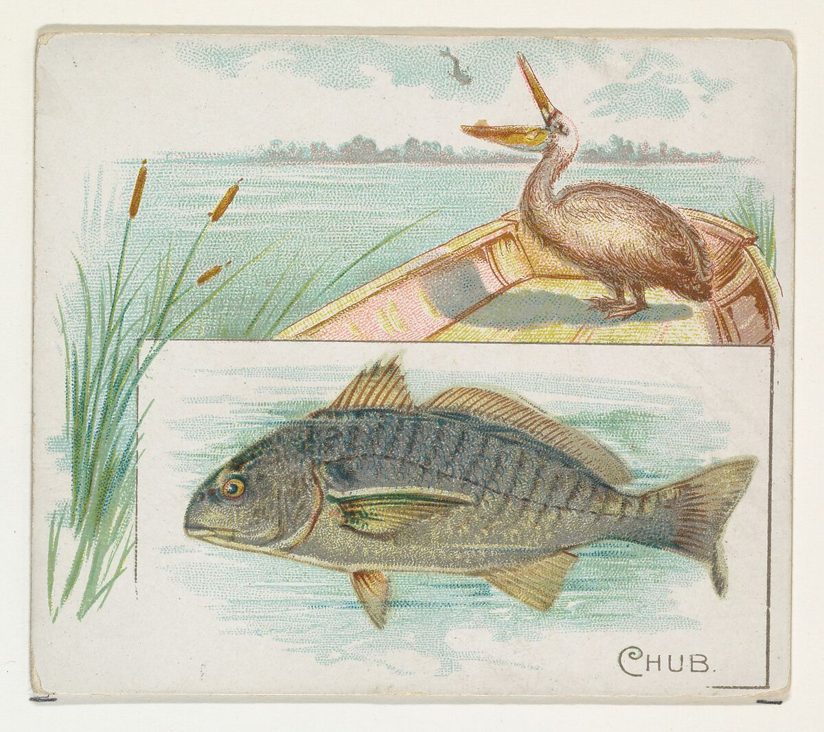 Chub, from Fish from American Waters series (N39) for Allen & Ginter Cigarettes, Issued by Allen &amp; Ginter (American, Richmond, Virginia), Commercial color lithograph 