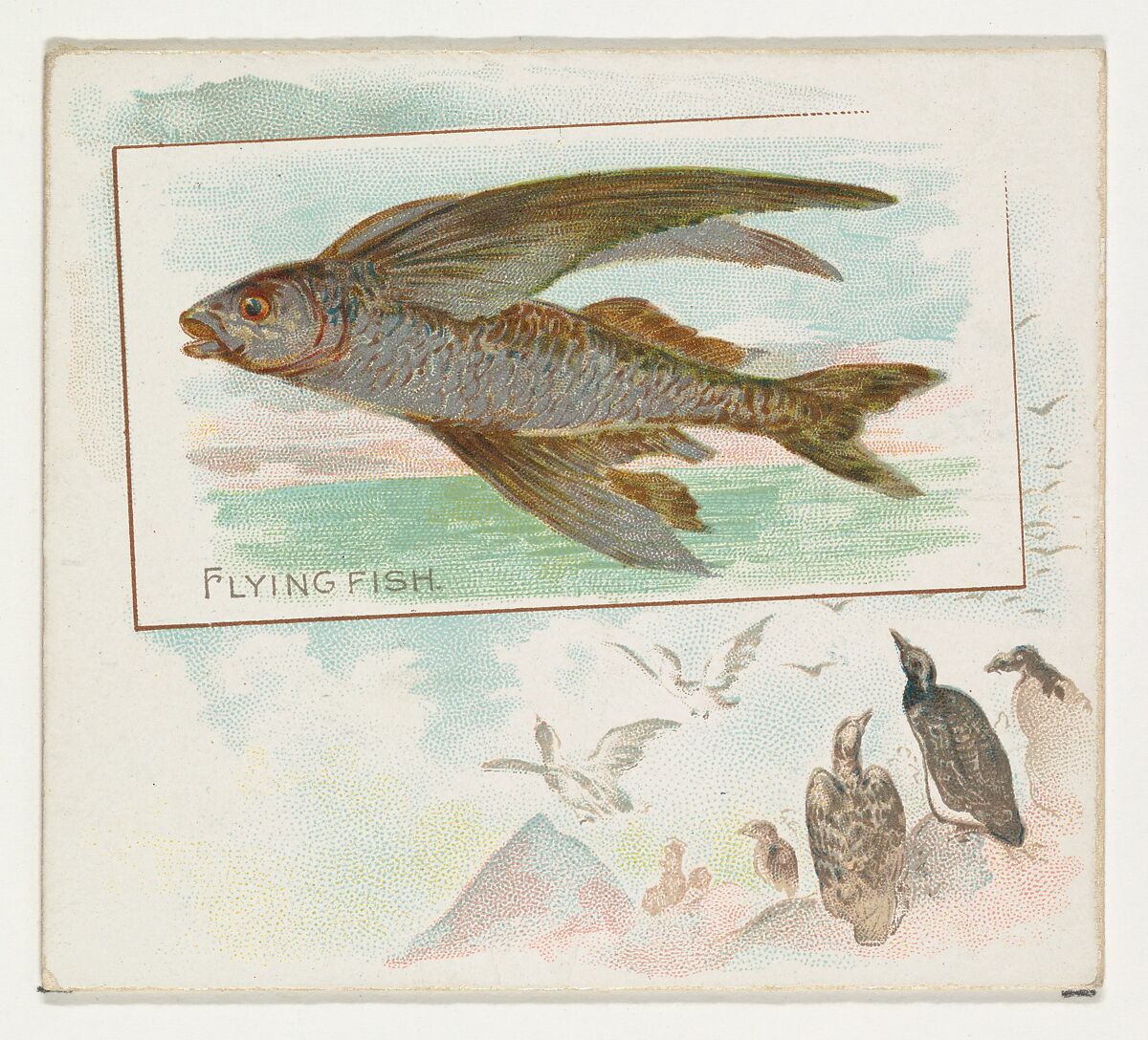Flying Fish, from Fish from American Waters series (N39) for Allen & Ginter Cigarettes, Issued by Allen &amp; Ginter (American, Richmond, Virginia), Commercial color lithograph 