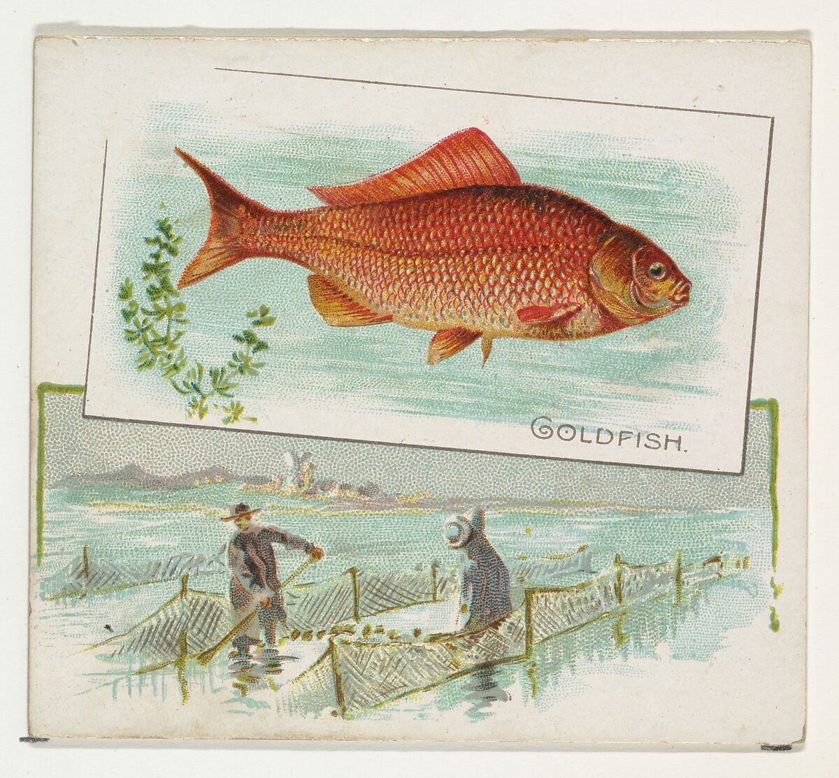 Goldfish, from Fish from American Waters series (N39) for Allen & Ginter Cigarettes, Issued by Allen &amp; Ginter (American, Richmond, Virginia), Commercial color lithograph 