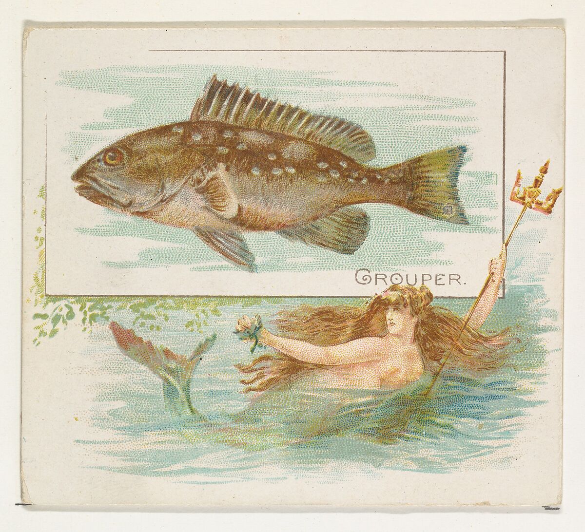 Grouper, from Fish from American Waters series (N39) for Allen & Ginter Cigarettes, Issued by Allen &amp; Ginter (American, Richmond, Virginia), Commercial color lithograph 