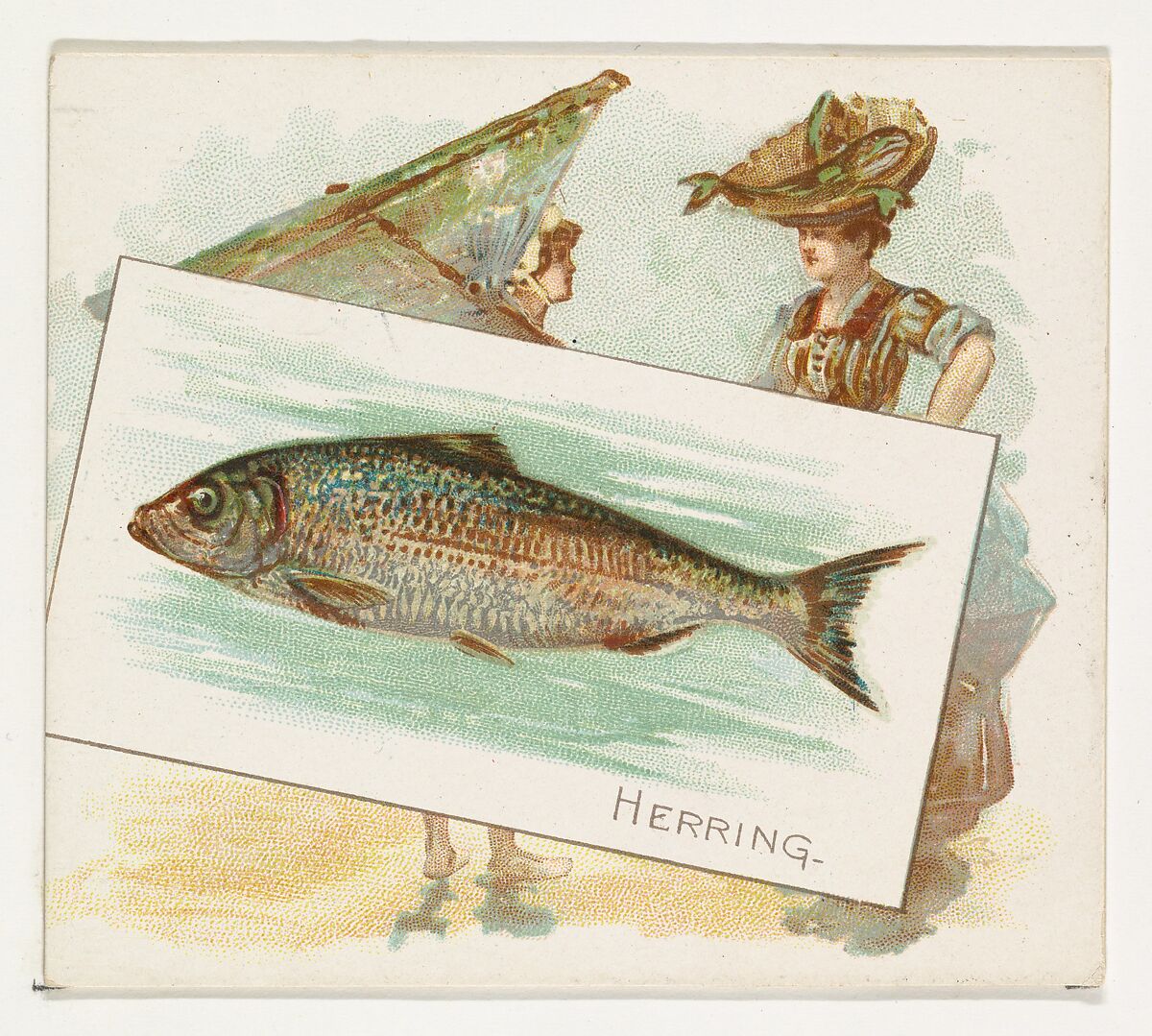 Herring, from Fish from American Waters series (N39) for Allen & Ginter Cigarettes, Issued by Allen &amp; Ginter (American, Richmond, Virginia), Commercial color lithograph 