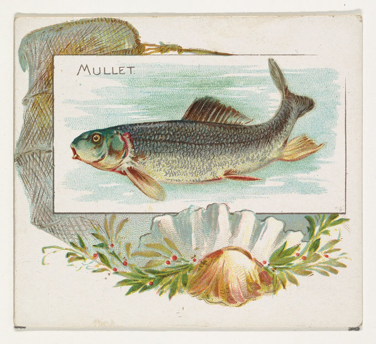 Mullet, from Fish from American Waters series (N39) for Allen & Ginter Cigarettes, Issued by Allen &amp; Ginter (American, Richmond, Virginia), Commercial color lithograph 