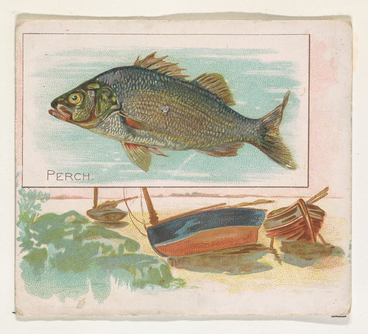 Perch, from Fish from American Waters series (N39) for Allen & Ginter Cigarettes, Issued by Allen &amp; Ginter (American, Richmond, Virginia), Commercial color lithograph 