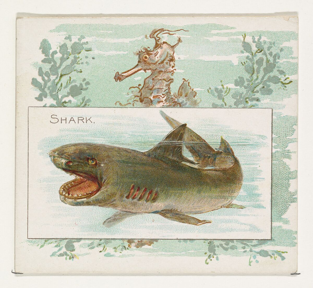 Shark, from Fish from American Waters series (N39) for Allen & Ginter Cigarettes, Issued by Allen &amp; Ginter (American, Richmond, Virginia), Commercial color lithograph 