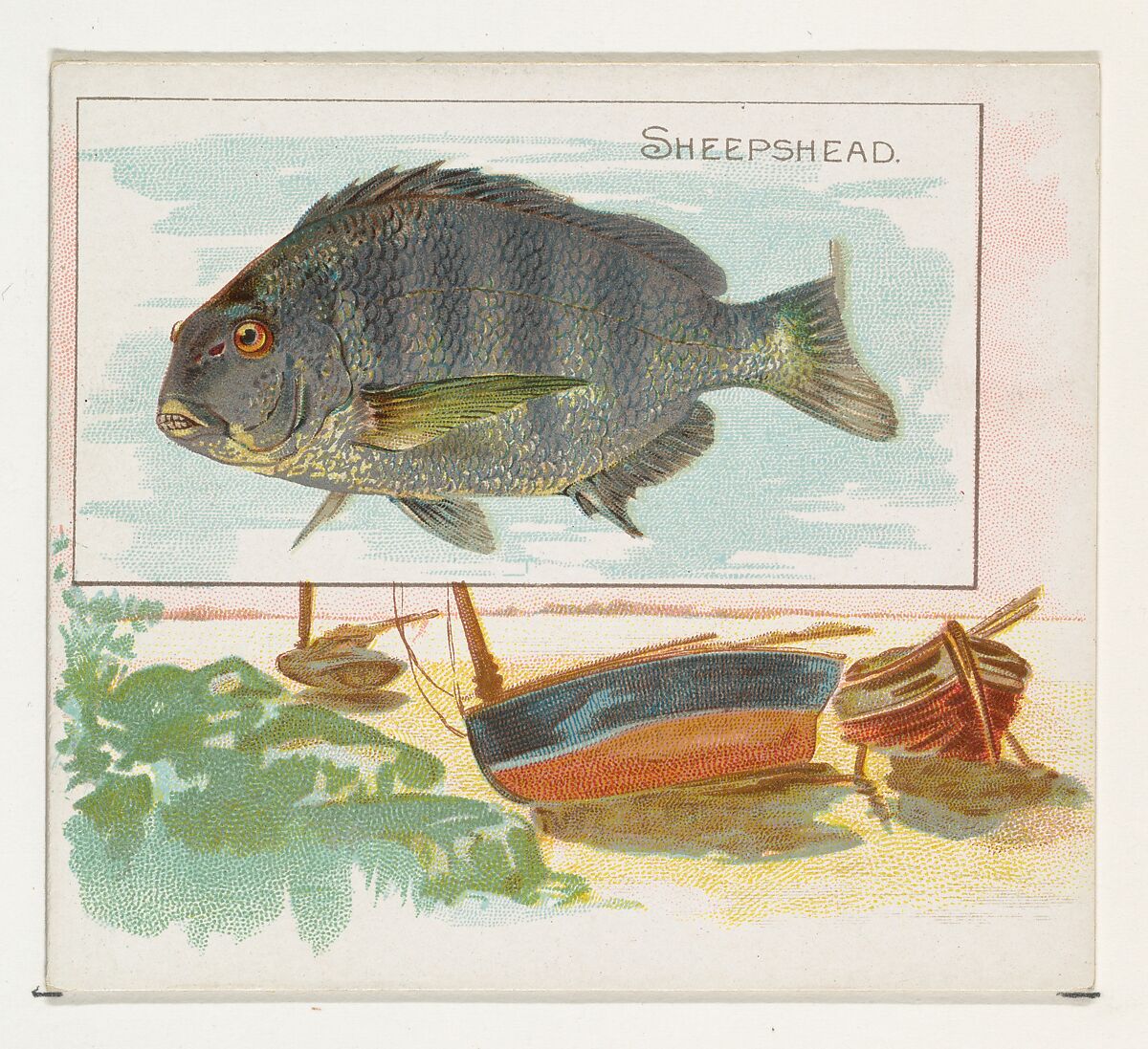 Sheepshead, from Fish from American Waters series (N39) for Allen & Ginter Cigarettes, Issued by Allen &amp; Ginter (American, Richmond, Virginia), Commercial color lithograph 
