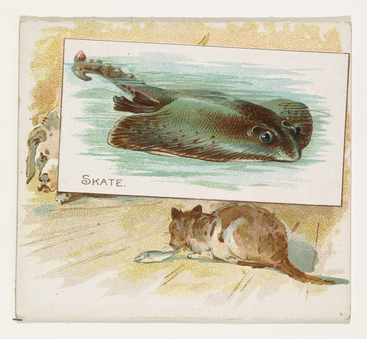 Skate, from Fish from American Waters series (N39) for Allen & Ginter Cigarettes, Issued by Allen &amp; Ginter (American, Richmond, Virginia), Commercial color lithograph 