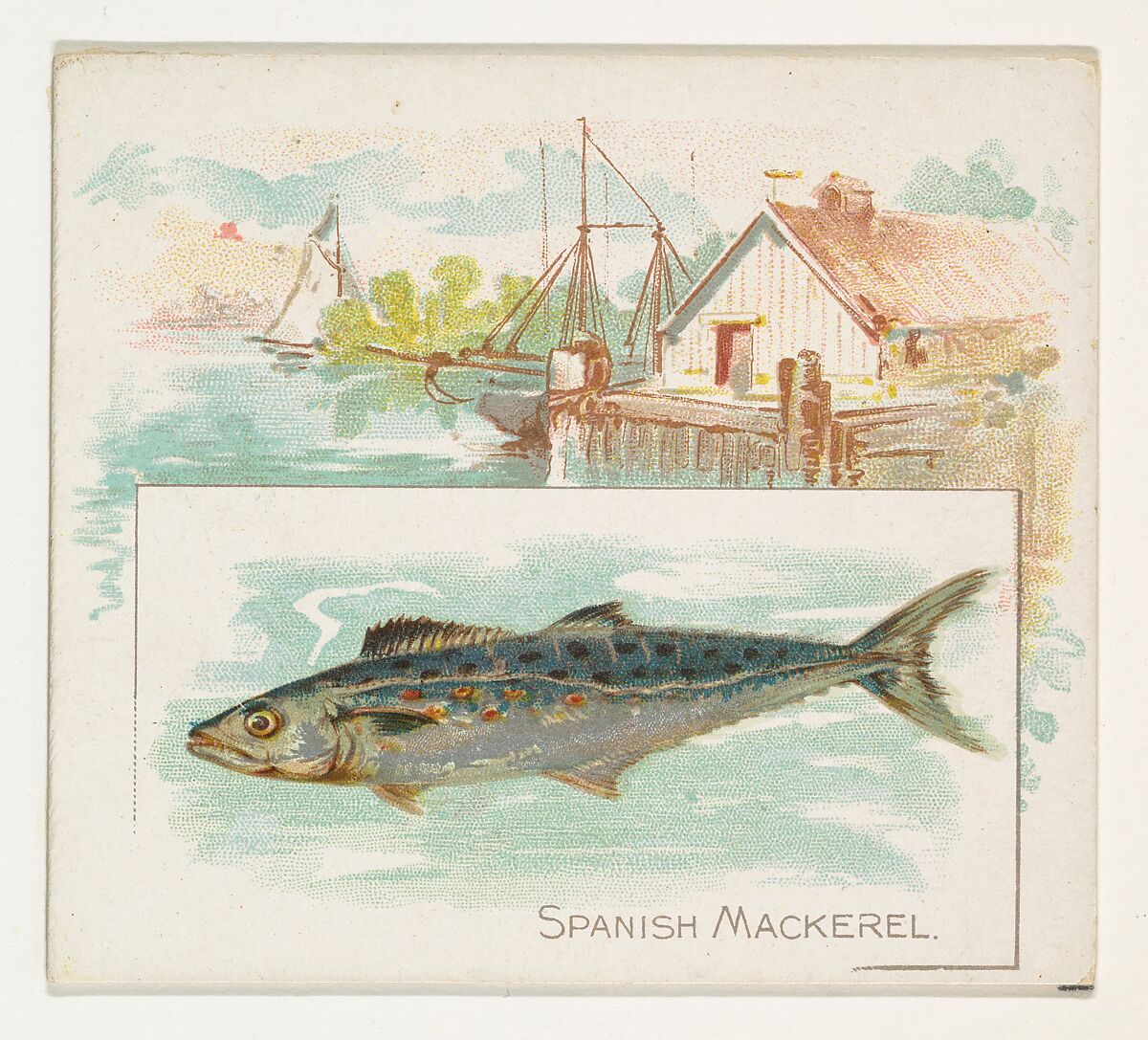Spanish Mackerel, from Fish from American Waters series (N39) for Allen & Ginter Cigarettes, Issued by Allen &amp; Ginter (American, Richmond, Virginia), Commercial color lithograph 