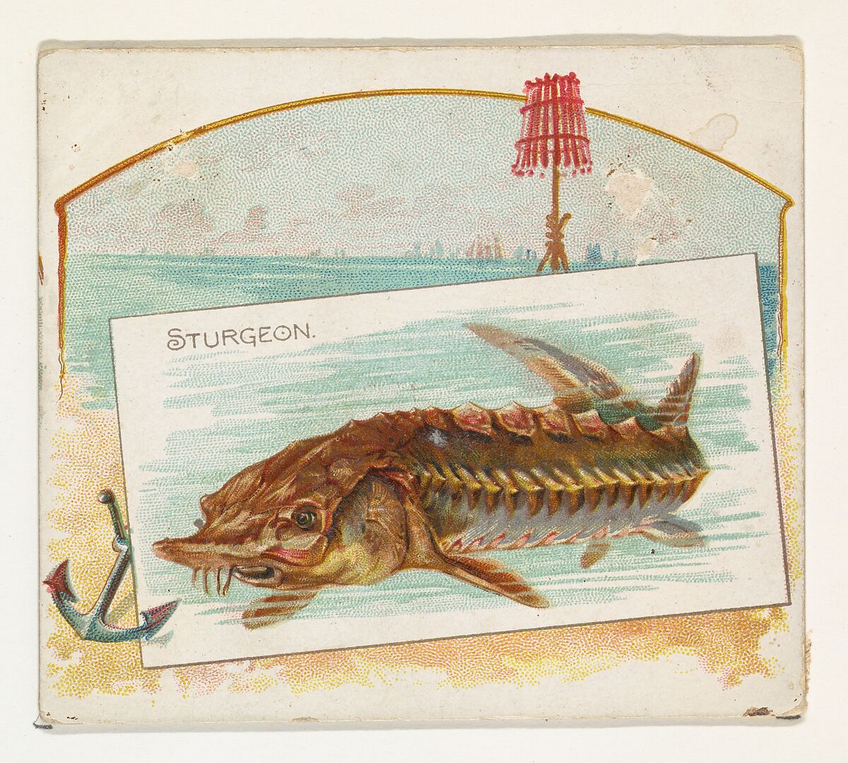 Sturgeon, from Fish from American Waters series (N39) for Allen & Ginter Cigarettes, Issued by Allen &amp; Ginter (American, Richmond, Virginia), Commercial color lithograph 