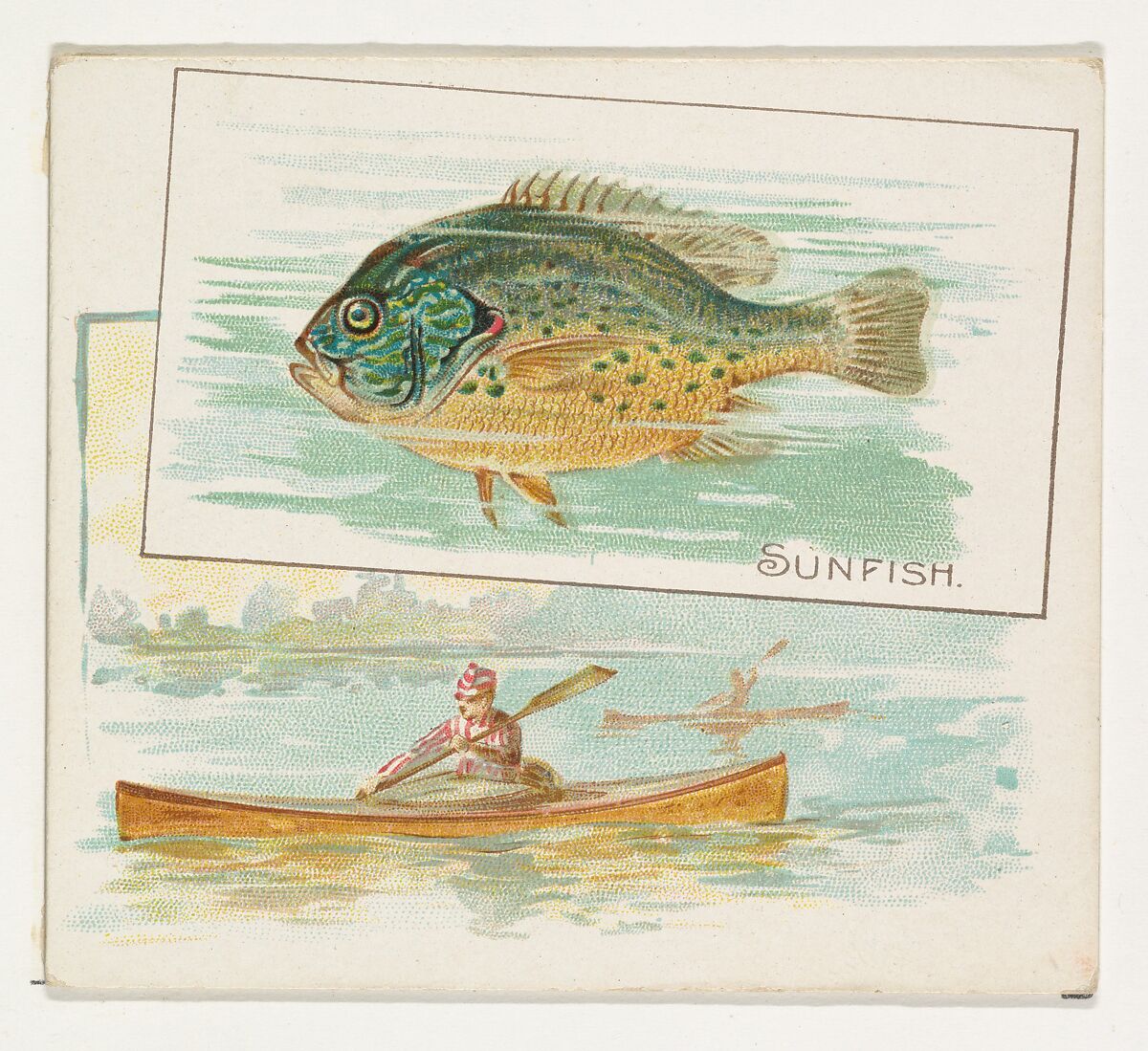 Sunfish, from Fish from American Waters series (N39) for Allen & Ginter Cigarettes, Issued by Allen &amp; Ginter (American, Richmond, Virginia), Commercial color lithograph 