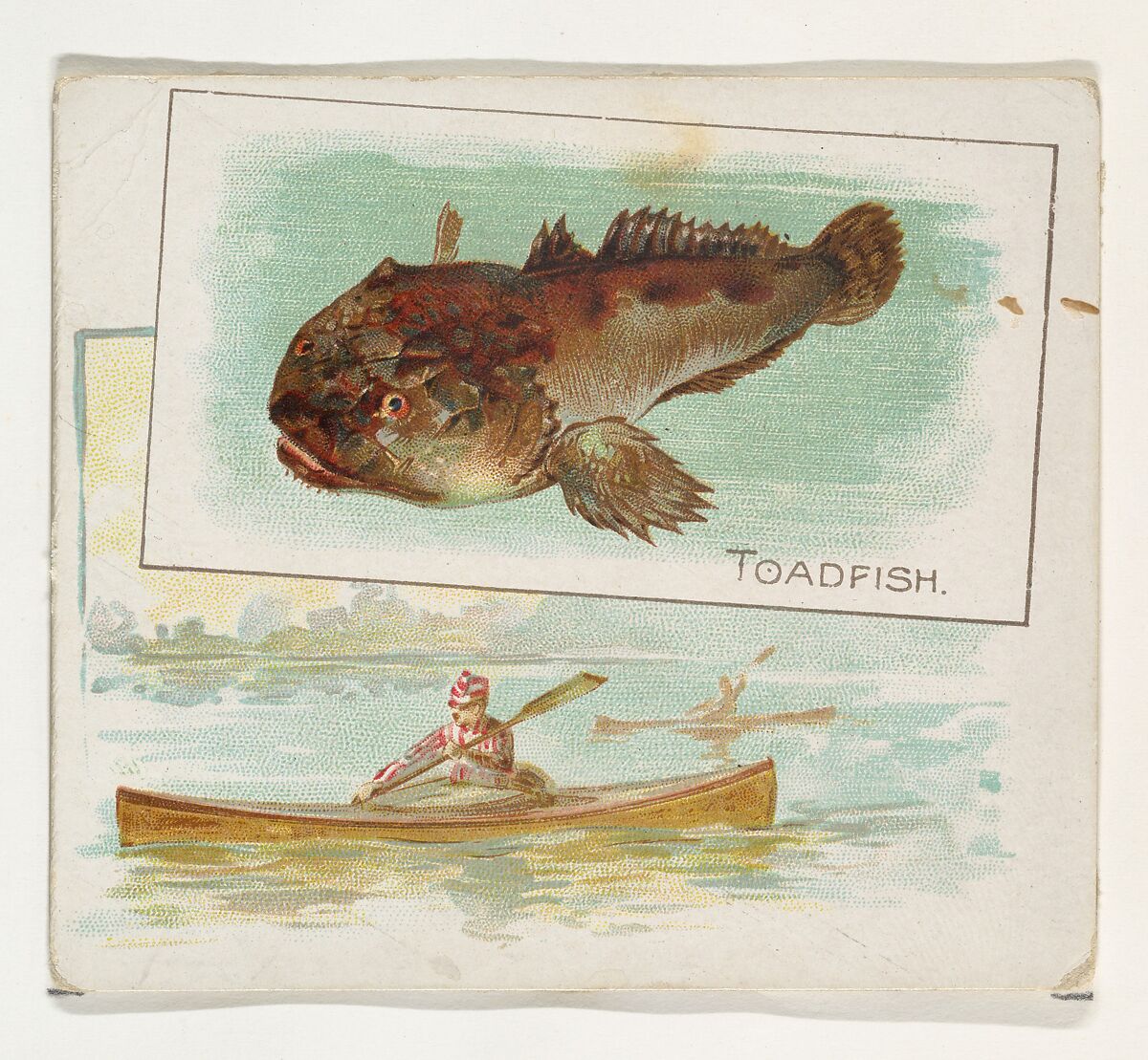Toadfish, from Fish from American Waters series (N39) for Allen & Ginter Cigarettes, Issued by Allen &amp; Ginter (American, Richmond, Virginia), Commercial color lithograph 