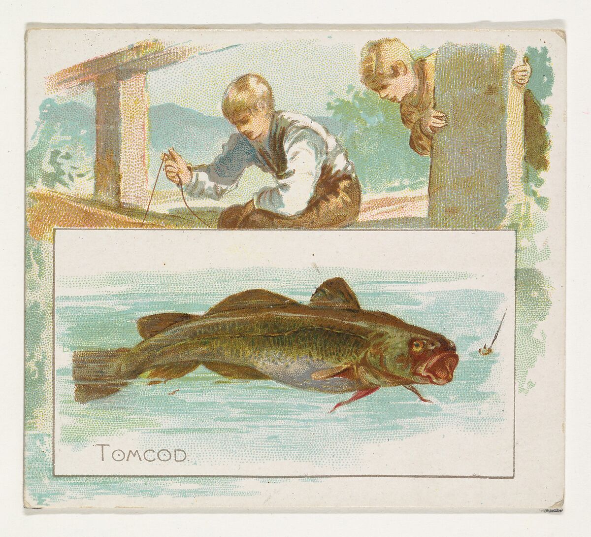 Tomcod, from Fish from American Waters series (N39) for Allen & Ginter Cigarettes, Issued by Allen &amp; Ginter (American, Richmond, Virginia), Commercial color lithograph 