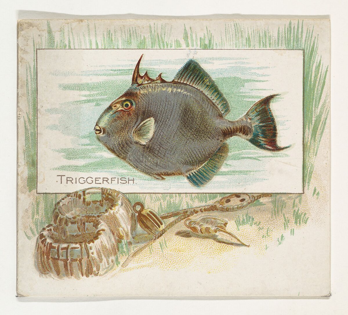 Triggerfish, from Fish from American Waters series (N39) for Allen & Ginter Cigarettes, Issued by Allen &amp; Ginter (American, Richmond, Virginia), Commercial color lithograph 
