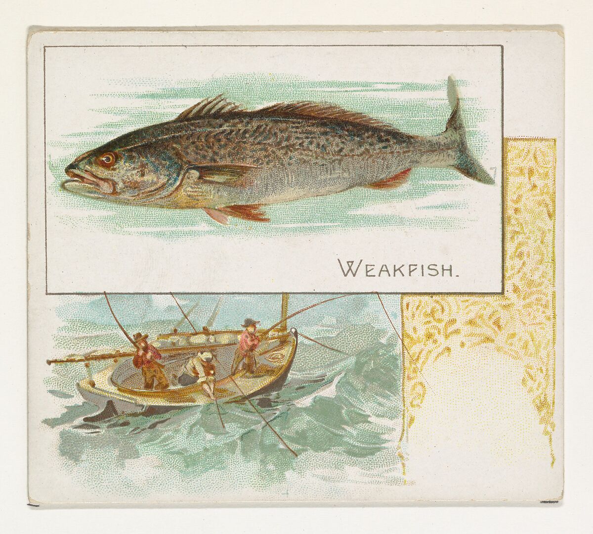 Weakfish, from Fish from American Waters series (N39) for Allen & Ginter Cigarettes, Issued by Allen &amp; Ginter (American, Richmond, Virginia), Commercial color lithograph 