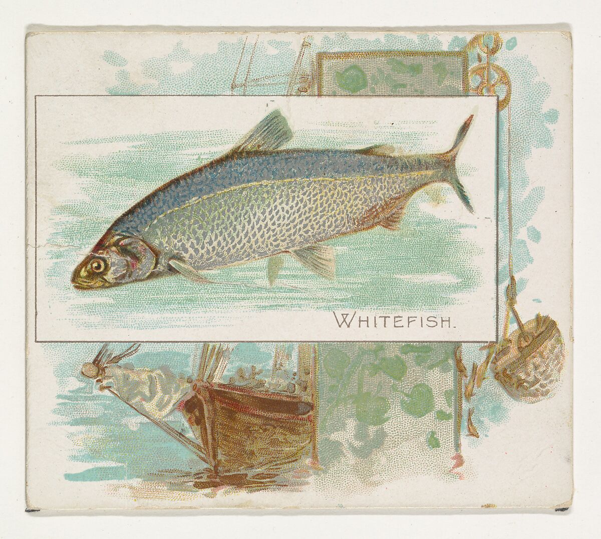 Whitefish, from Fish from American Waters series (N39) for Allen & Ginter Cigarettes, Issued by Allen &amp; Ginter (American, Richmond, Virginia), Commercial color lithograph 