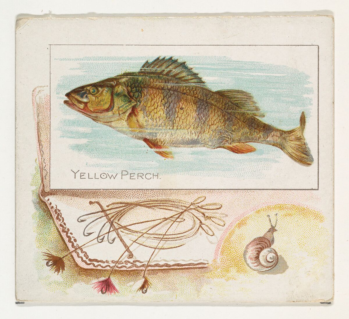 Yellow Perch, from Fish from American Waters series (N39) for Allen & Ginter Cigarettes, Issued by Allen &amp; Ginter (American, Richmond, Virginia), Commercial color lithograph 