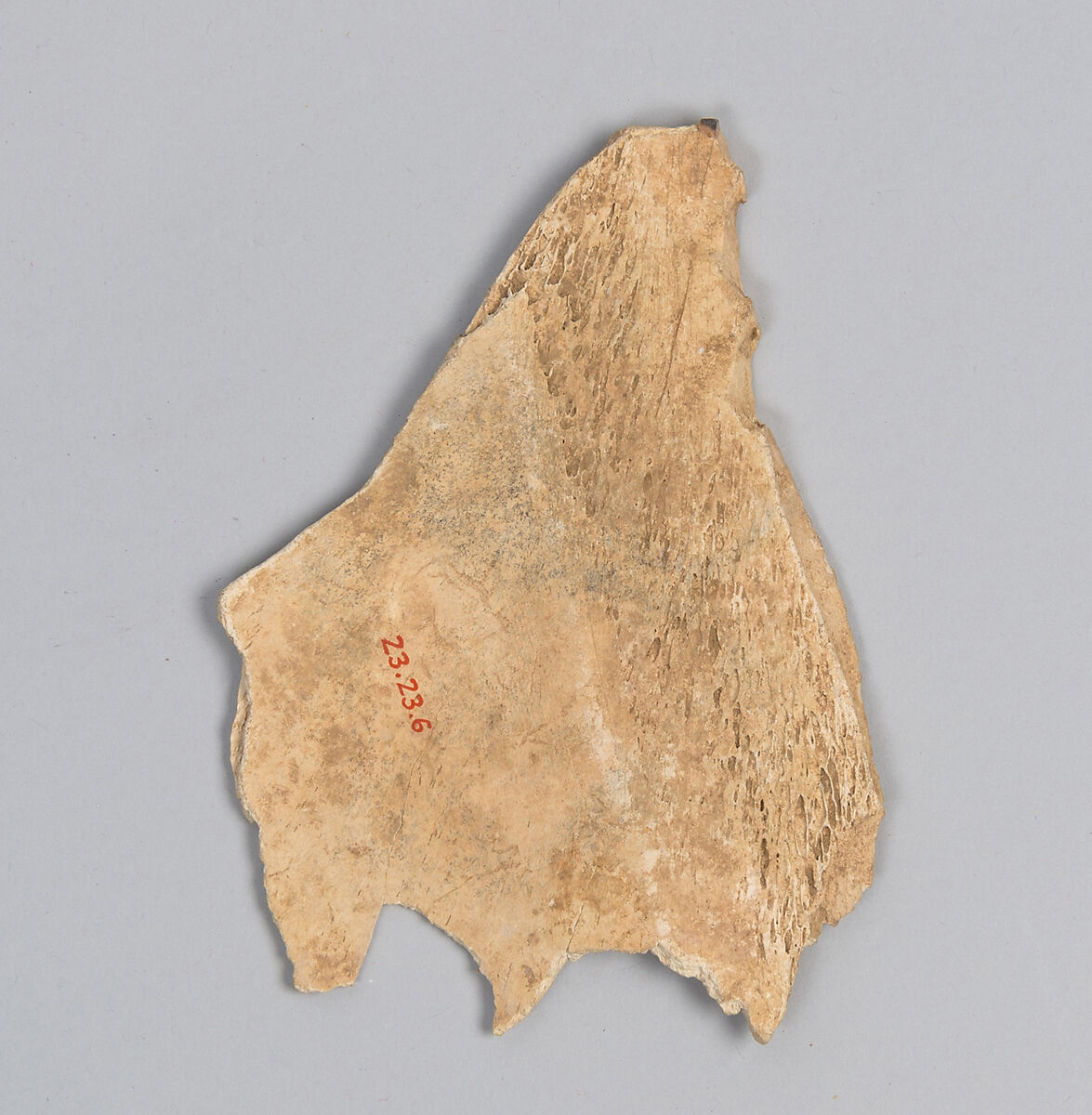 Oracle bone fragment, Inscribed bone, China