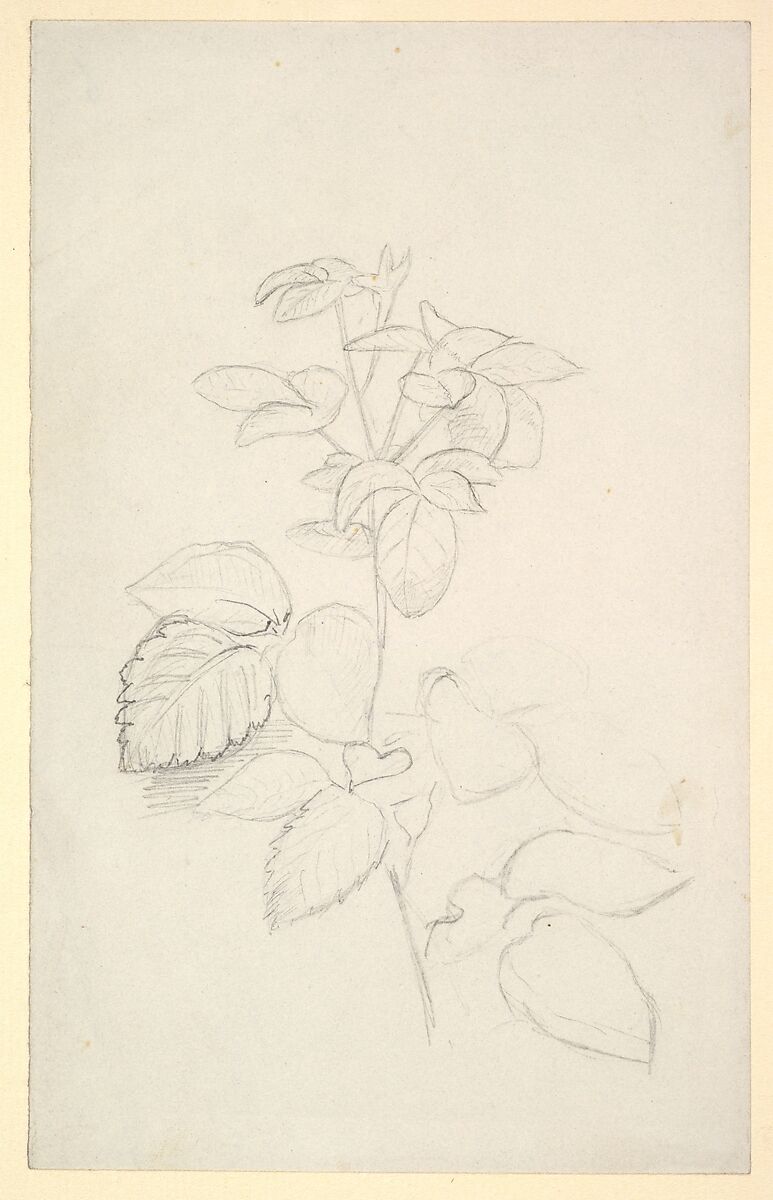 Study of a Plant, George Richmond (British, Brompton 1809–1896 London), Black chalk 