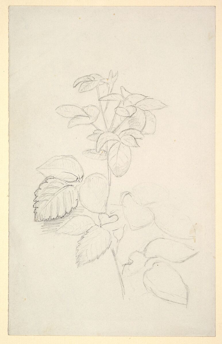 Study of a plant, George Richmond (British, Brompton 1809–1896 London), Black chalk 