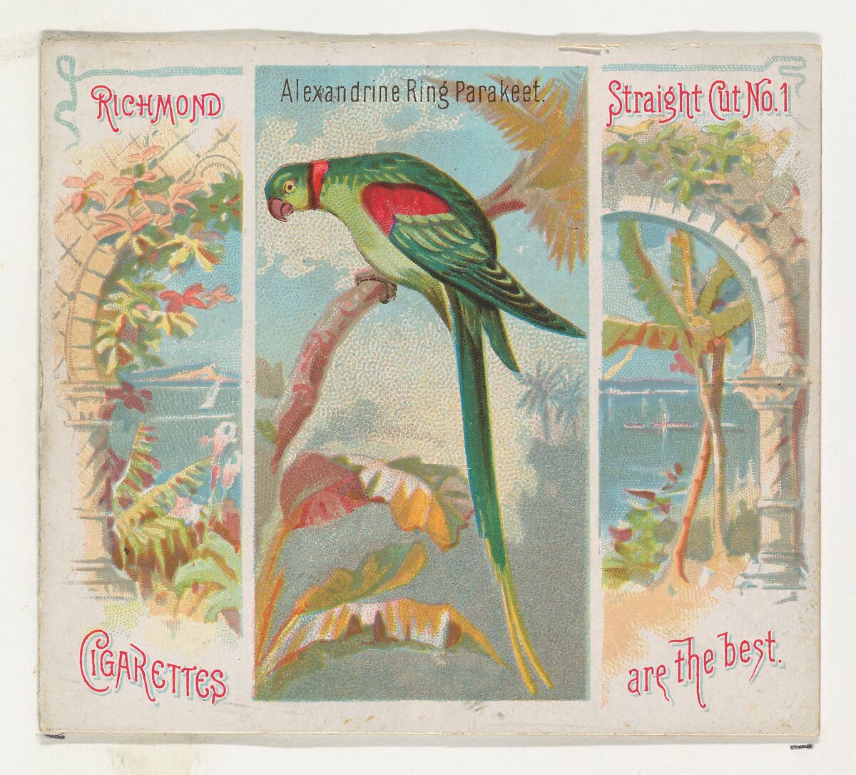 Alexandrine Ring Parakeet, from Birds of the Tropics series (N38) for Allen & Ginter Cigarettes, Issued by Allen &amp; Ginter (American, Richmond, Virginia), Commercial color lithograph 
