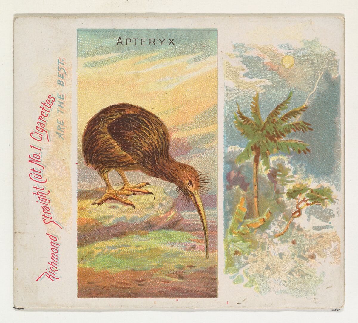 Apteryx, from Birds of the Tropics series (N38) for Allen & Ginter Cigarettes, Issued by Allen &amp; Ginter (American, Richmond, Virginia), Commercial color lithograph 