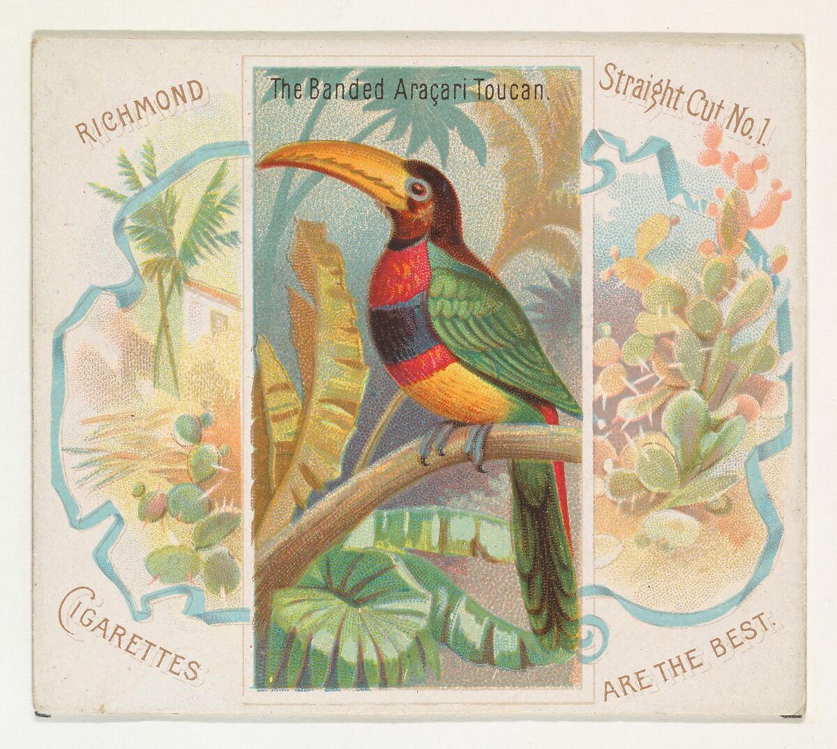 The Banded Aracari Toucan, from Birds of the Tropics series (N38) for Allen & Ginter Cigarettes, Issued by Allen &amp; Ginter (American, Richmond, Virginia), Commercial color lithograph 