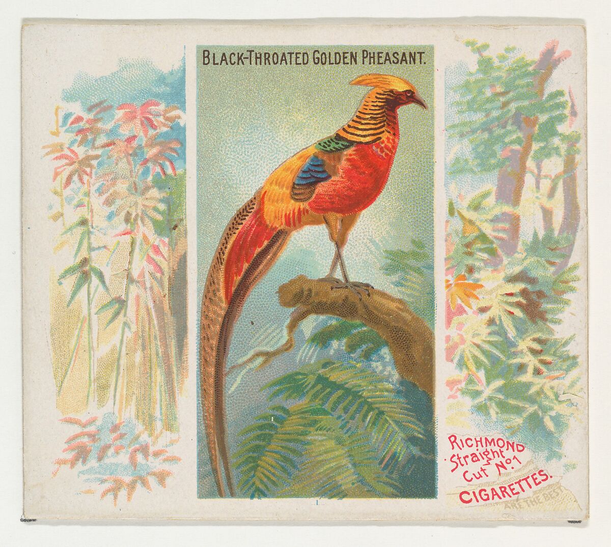 Black-Throated Golden Pheasant, from Birds of the Tropics series (N38) for Allen & Ginter Cigarettes, Issued by Allen &amp; Ginter (American, Richmond, Virginia), Commercial color lithograph 