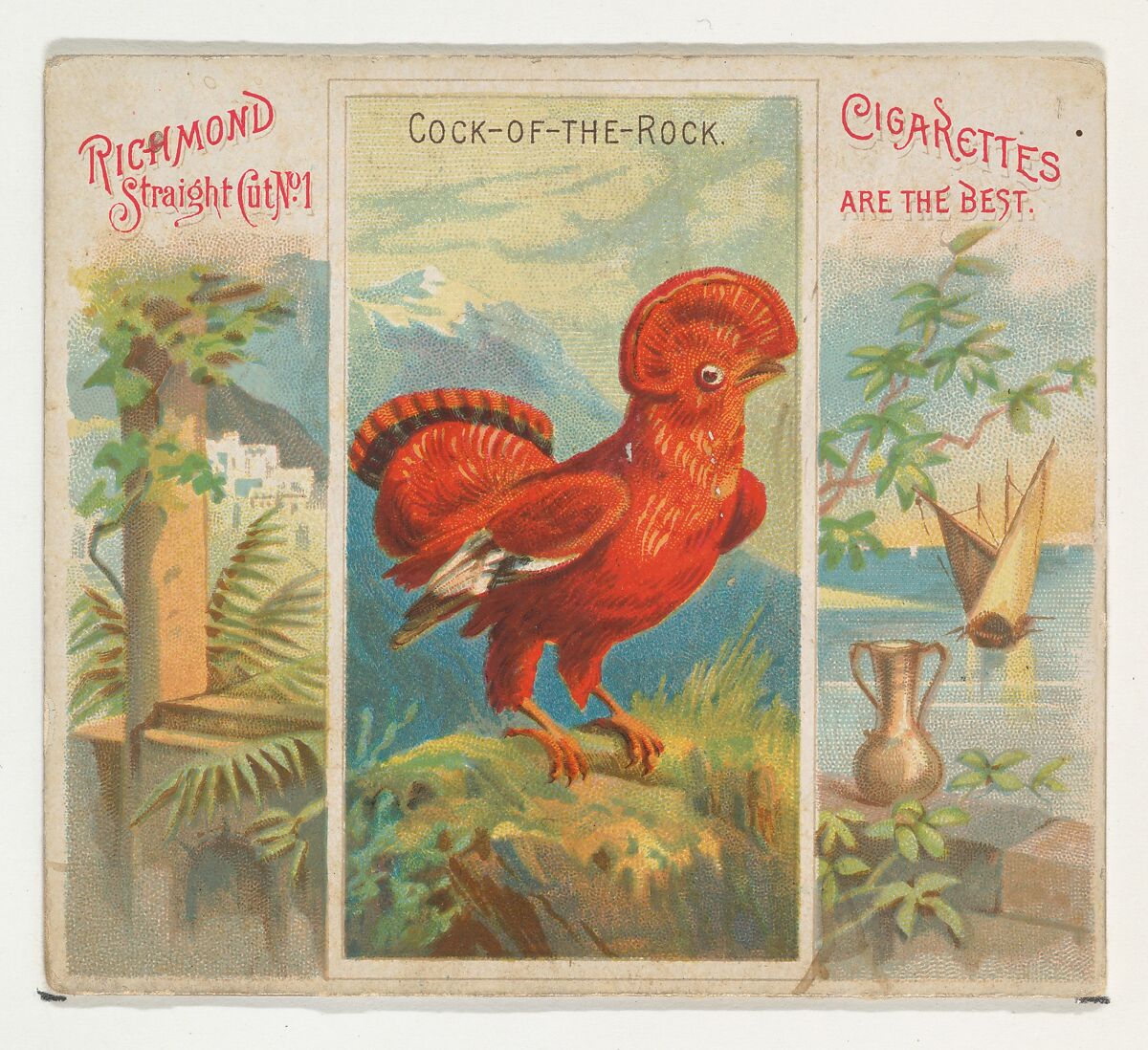 Cock-of-the-Rock, from Birds of the Tropics series (N38) for Allen & Ginter Cigarettes, Issued by Allen &amp; Ginter (American, Richmond, Virginia), Commercial color lithograph 
