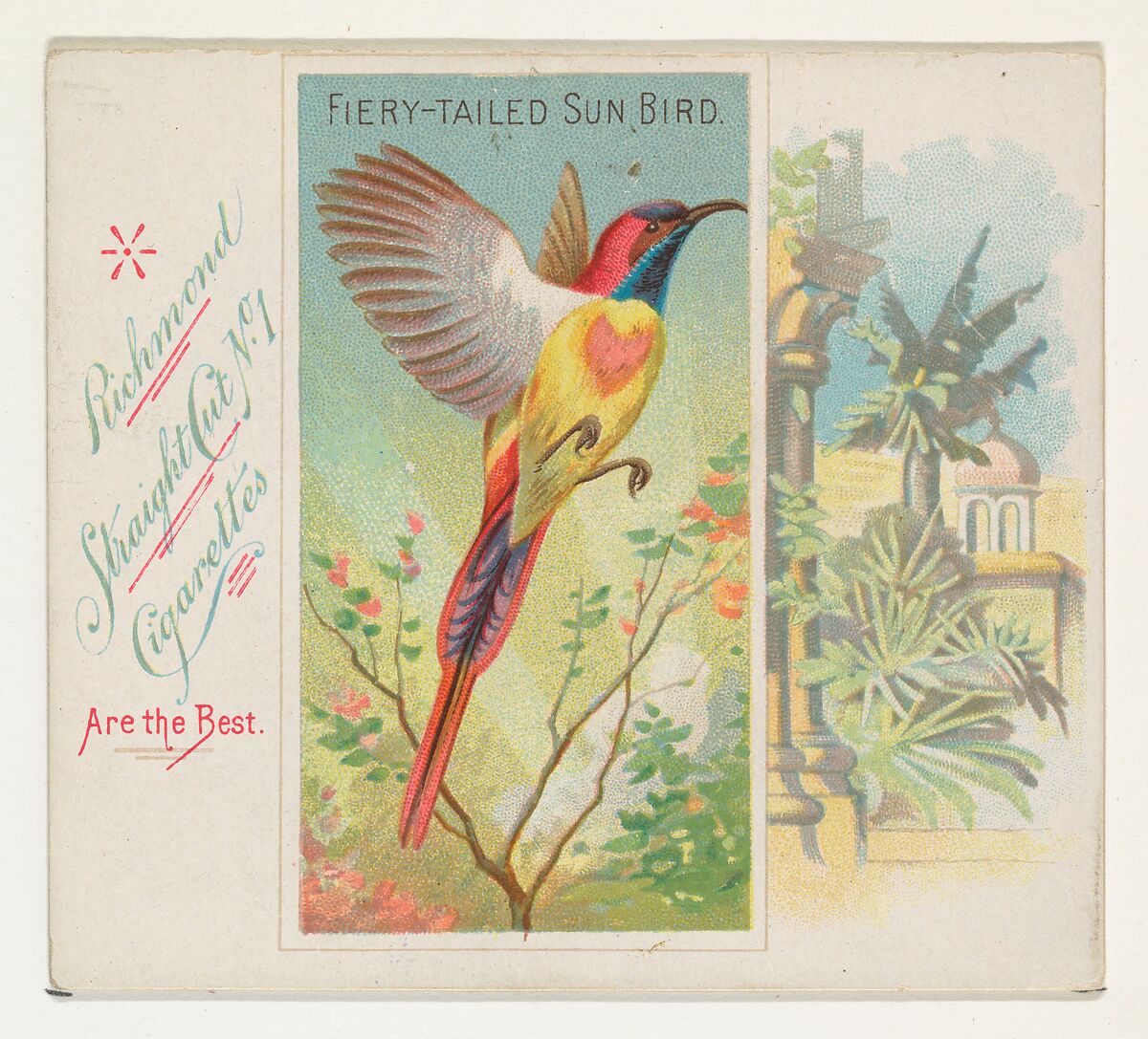 Fiery-Tailed Sun Bird, from Birds of the Tropics series (N38) for Allen & Ginter Cigarettes, Issued by Allen &amp; Ginter (American, Richmond, Virginia), Commercial color lithograph 