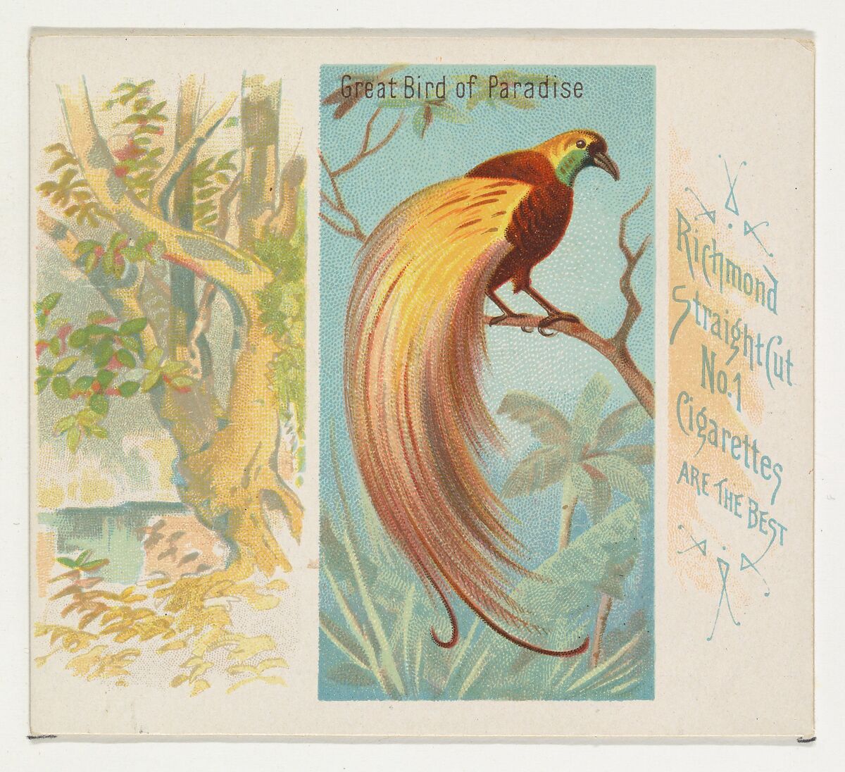 Great Bird of Paradise, from Birds of the Tropics series (N38) for Allen & Ginter Cigarettes, Issued by Allen &amp; Ginter (American, Richmond, Virginia), Commercial color lithograph 
