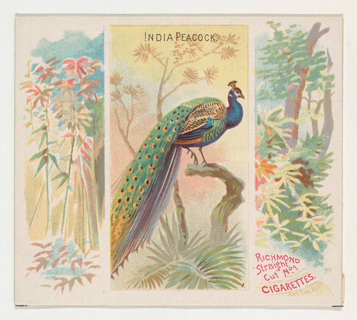 India Peacock, from Birds of the Tropics series (N38) for Allen & Ginter Cigarettes, Issued by Allen &amp; Ginter (American, Richmond, Virginia), Commercial color lithograph 