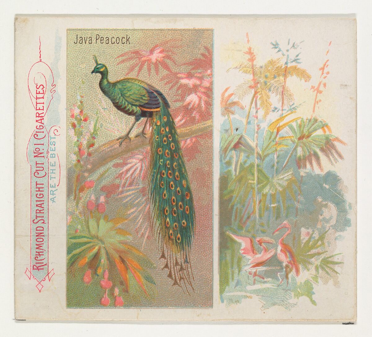 Java Peacock, from Birds of the Tropics series (N38) for Allen & Ginter Cigarettes, Issued by Allen &amp; Ginter (American, Richmond, Virginia), Commercial color lithograph 
