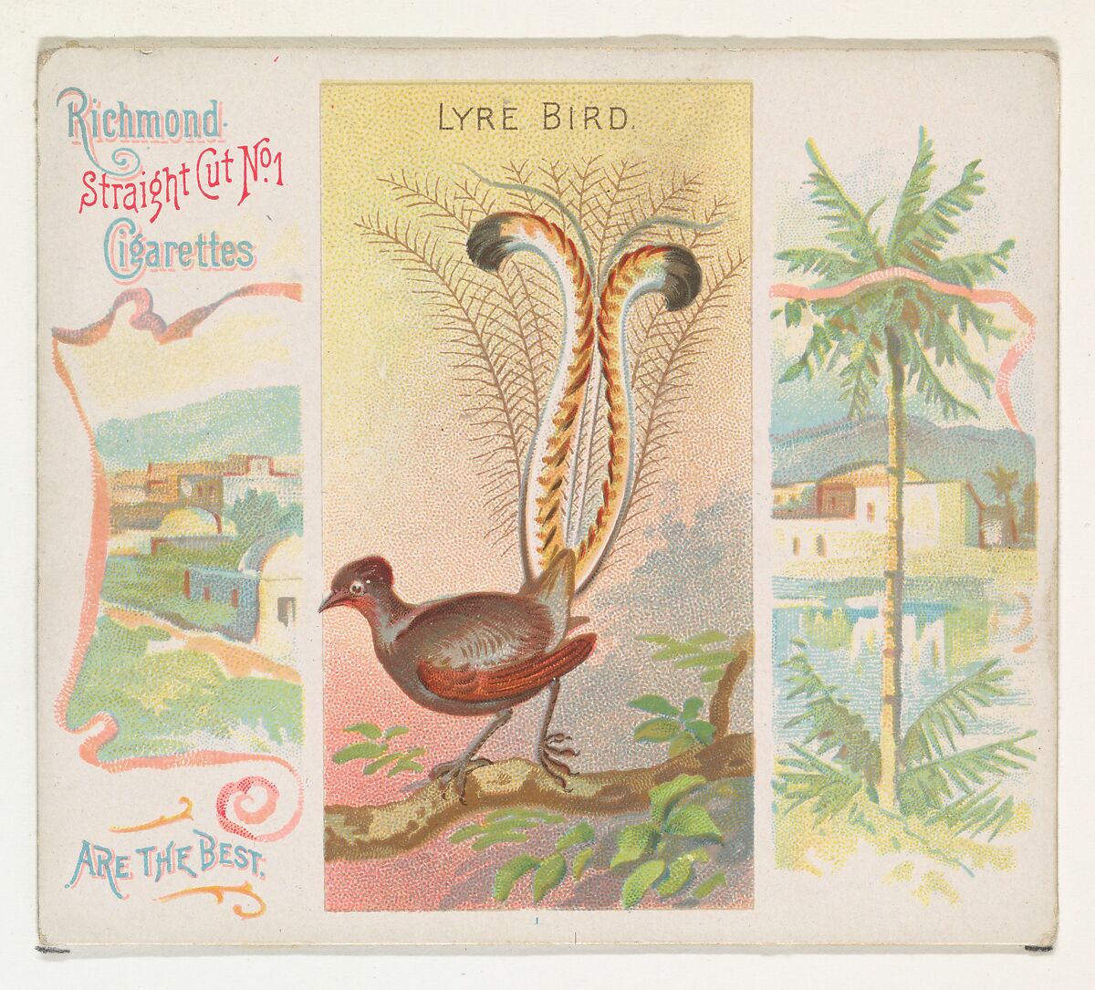 Lyre Bird, from Birds of the Tropics series (N38) for Allen & Ginter Cigarettes, Issued by Allen &amp; Ginter (American, Richmond, Virginia), Commercial color lithograph 