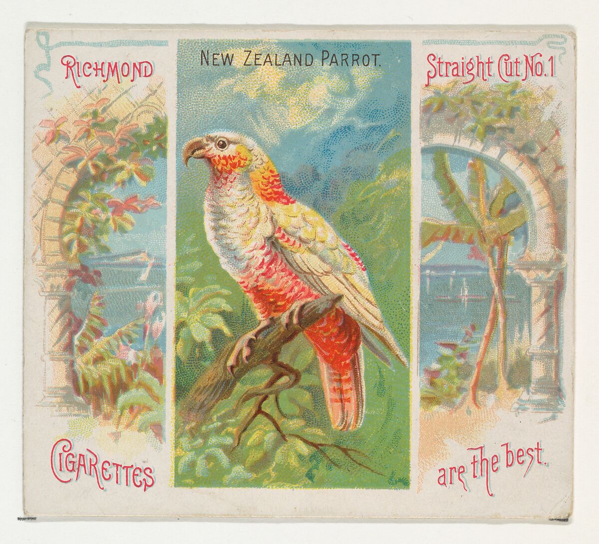 New Zealand Parrot, from Birds of the Tropics series (N38) for Allen & Ginter Cigarettes, Issued by Allen &amp; Ginter (American, Richmond, Virginia), Commercial color lithograph 