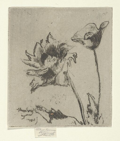 Two Flowers, Théodore Roussel (French, Lorient, Brittany 1847–1926 St. Leonards-on-Sea, Sussex), Softground etching 