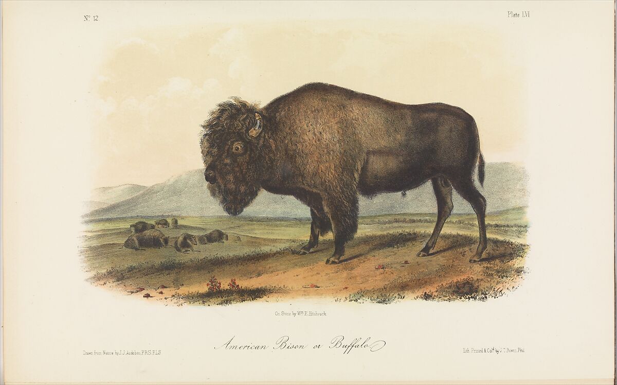 The Viviparous Quadrupeds of North America, vol. II, After John James Audubon (American (born Haiti), Les Cayes (Saint-Domingue) 1785–1851 New York), Illustrations: hand-colored lithographs 