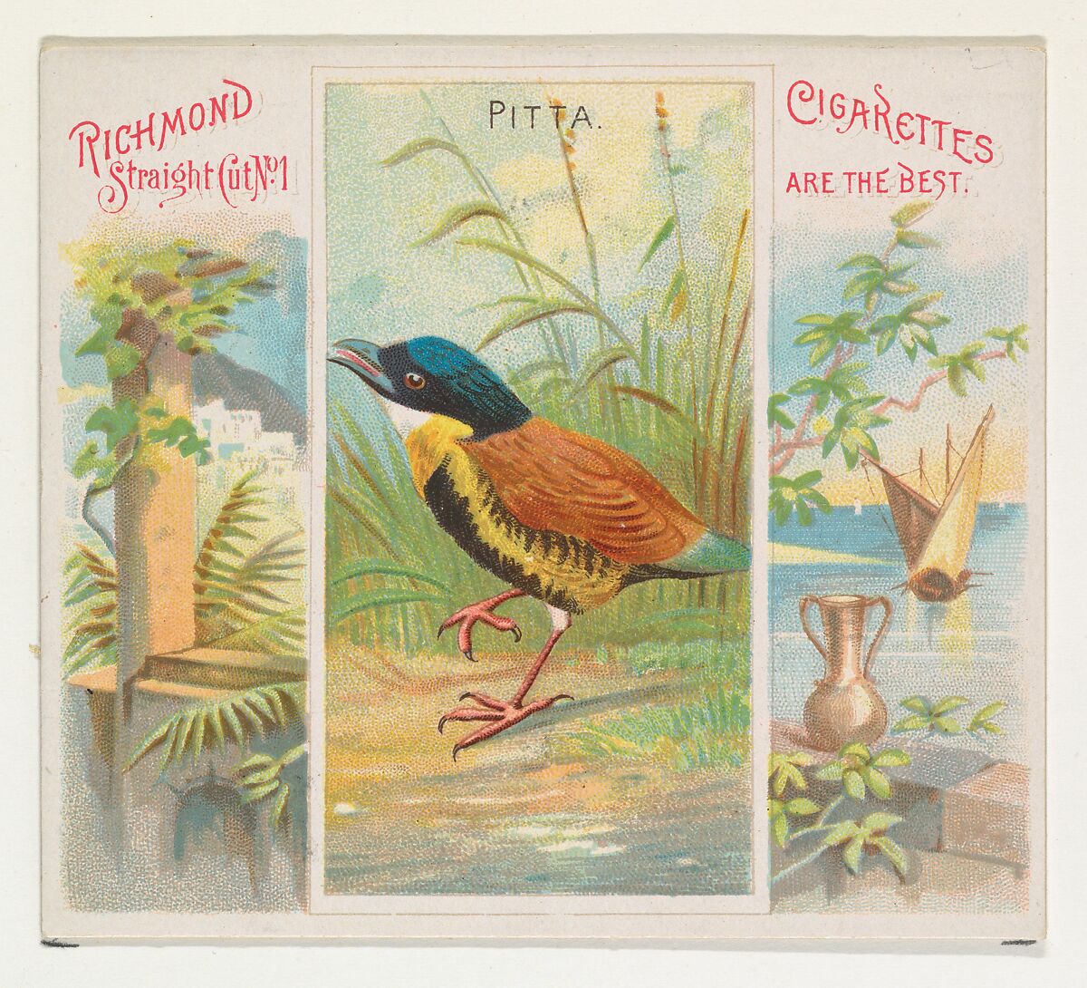 Pitta, from Birds of the Tropics series (N38) for Allen & Ginter Cigarettes, Issued by Allen &amp; Ginter (American, Richmond, Virginia), Commercial color lithograph 