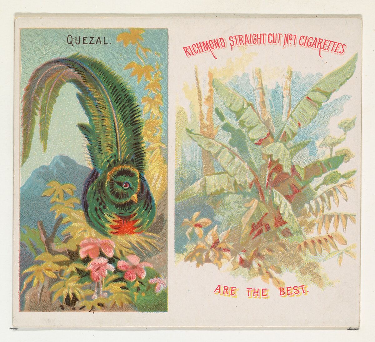 Quezal, from Birds of the Tropics series (N38) for Allen & Ginter Cigarettes, Issued by Allen &amp; Ginter (American, Richmond, Virginia), Commercial color lithograph 