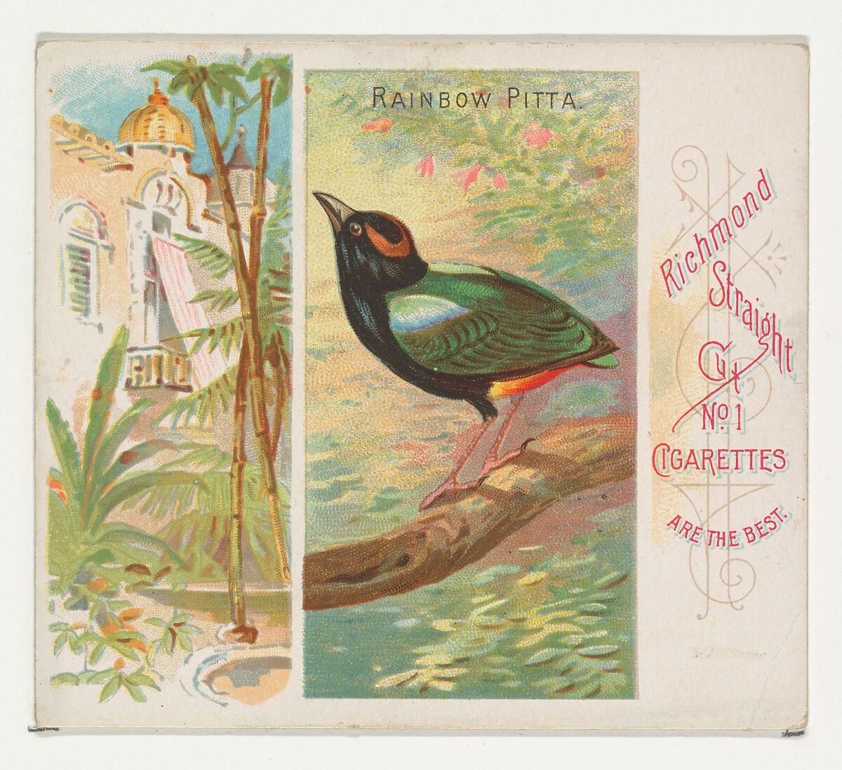 Rainbow Pitta, from Birds of the Tropics series (N38) for Allen & Ginter Cigarettes, Issued by Allen &amp; Ginter (American, Richmond, Virginia), Commercial color lithograph 