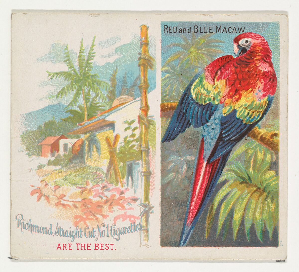 Red and Blue Macaw, from Birds of the Tropics series (N38) for Allen & Ginter Cigarettes, Issued by Allen &amp; Ginter (American, Richmond, Virginia), Commercial color lithograph 