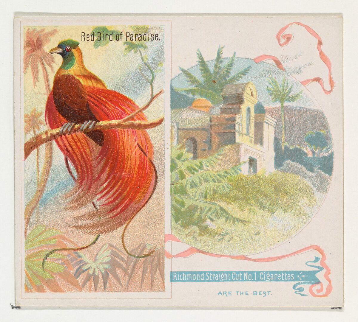 Red Bird of Paradise, from Birds of the Tropics series (N38) for Allen & Ginter Cigarettes, Issued by Allen &amp; Ginter (American, Richmond, Virginia), Commercial color lithograph 